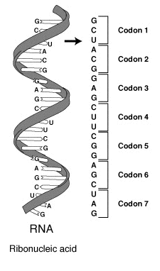 Difference Between Genetic Code and Codon 