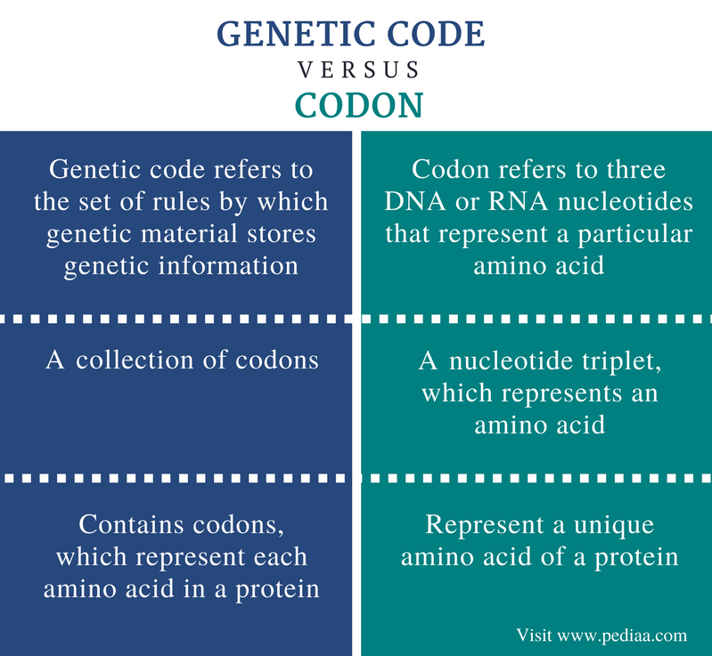 Genetic code. Аналоги vs code. Лидер и стартовый кодон. Gene code.