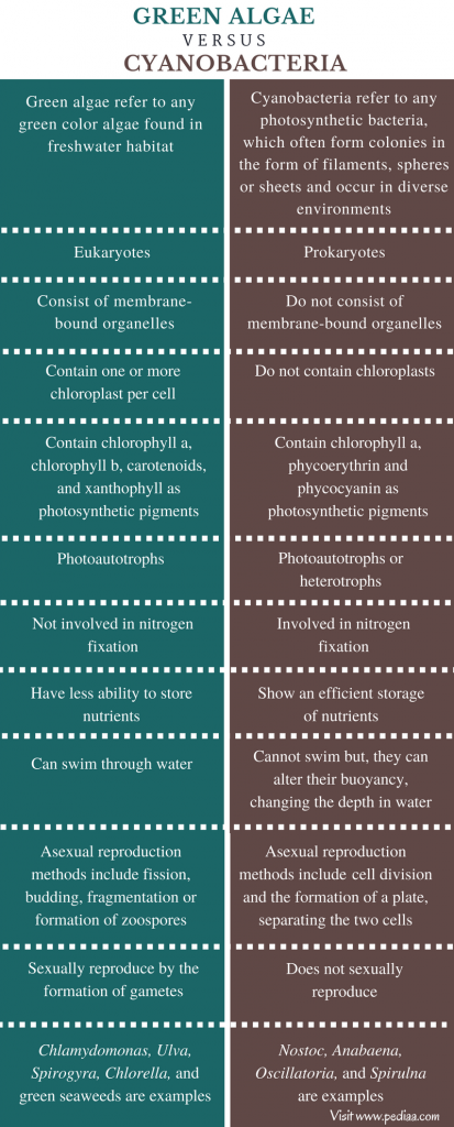 similarities-and-differences-between-algae-and-blue-green-algae