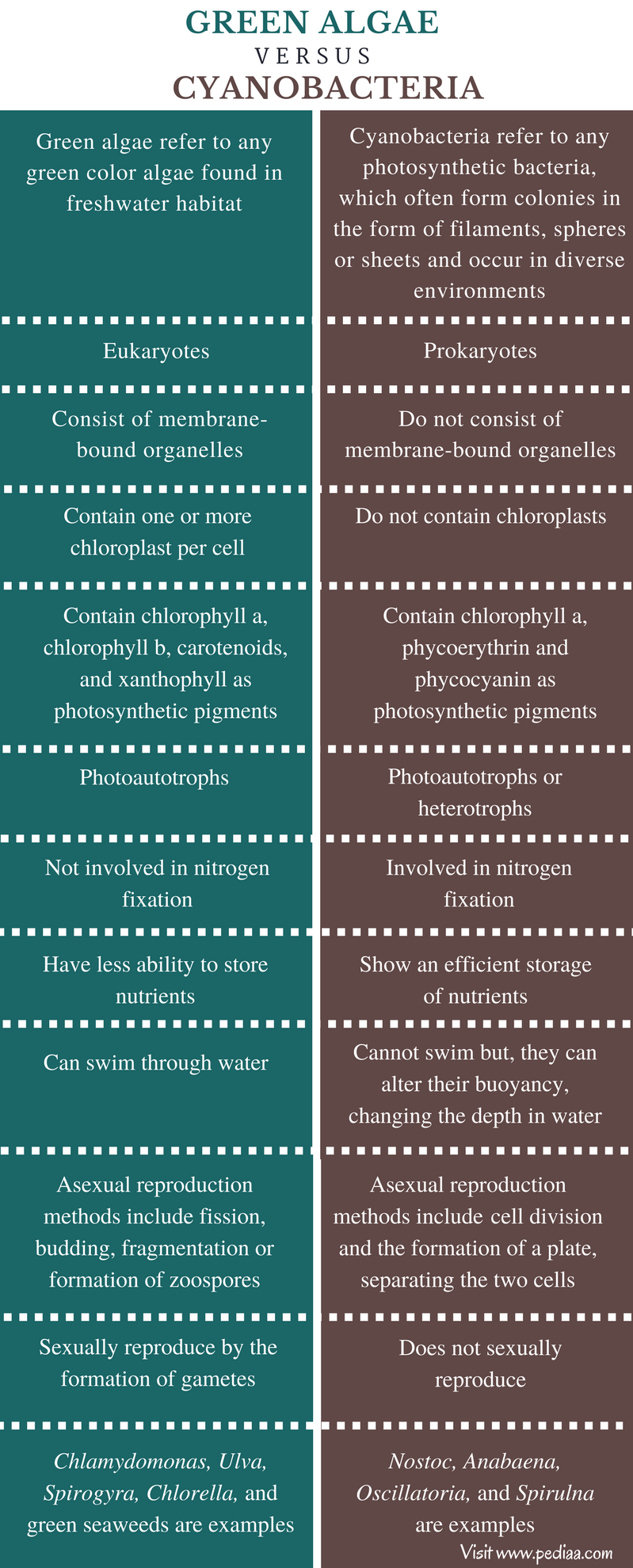 Difference Between Green Algae and Cyanobacteria - Comparison Summary