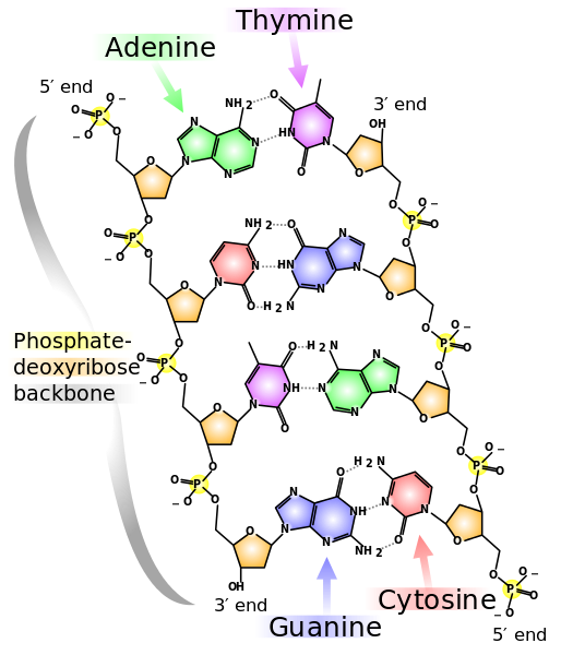 Main Difference - Homopolymer vs Heteropolymer