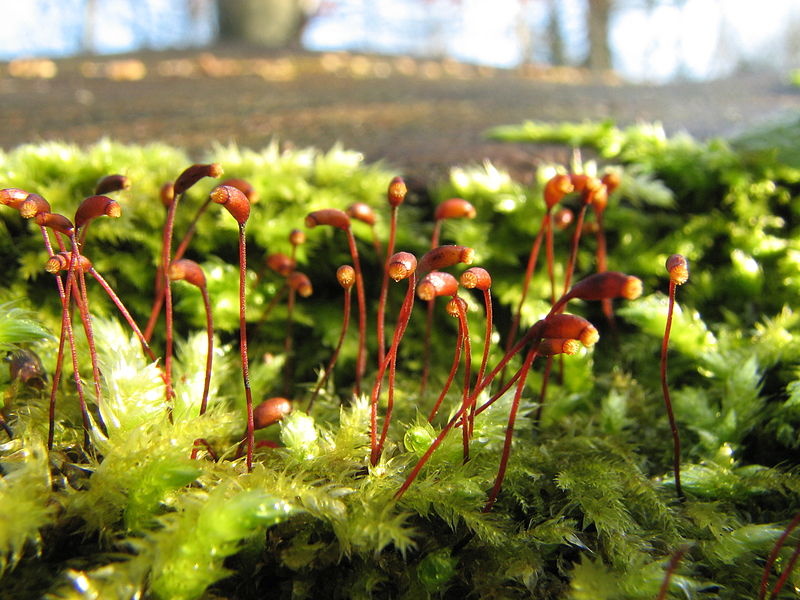 Main Difference - Liverworts vs Mosses 