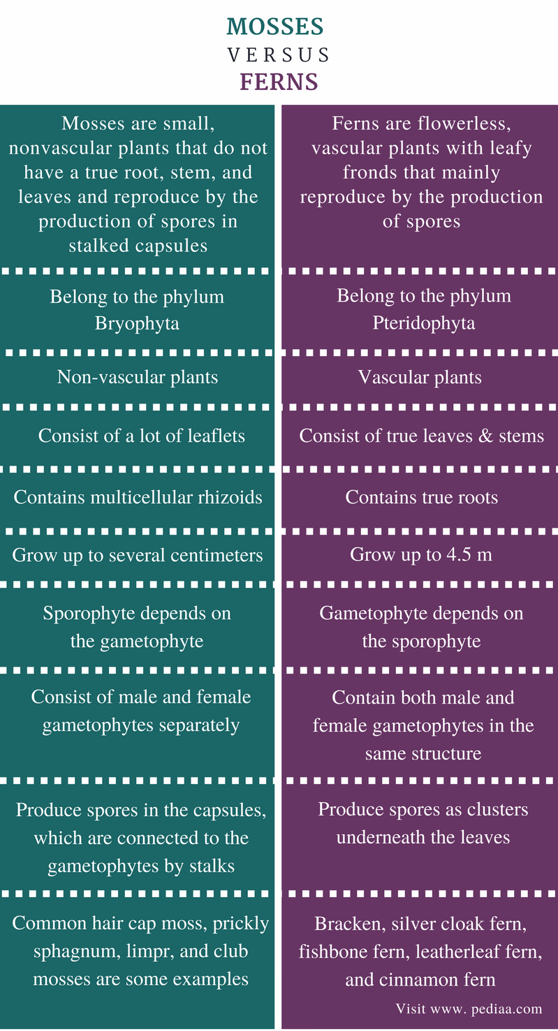 Difference Between Mosses and Ferns | Definition, Characteristics ...