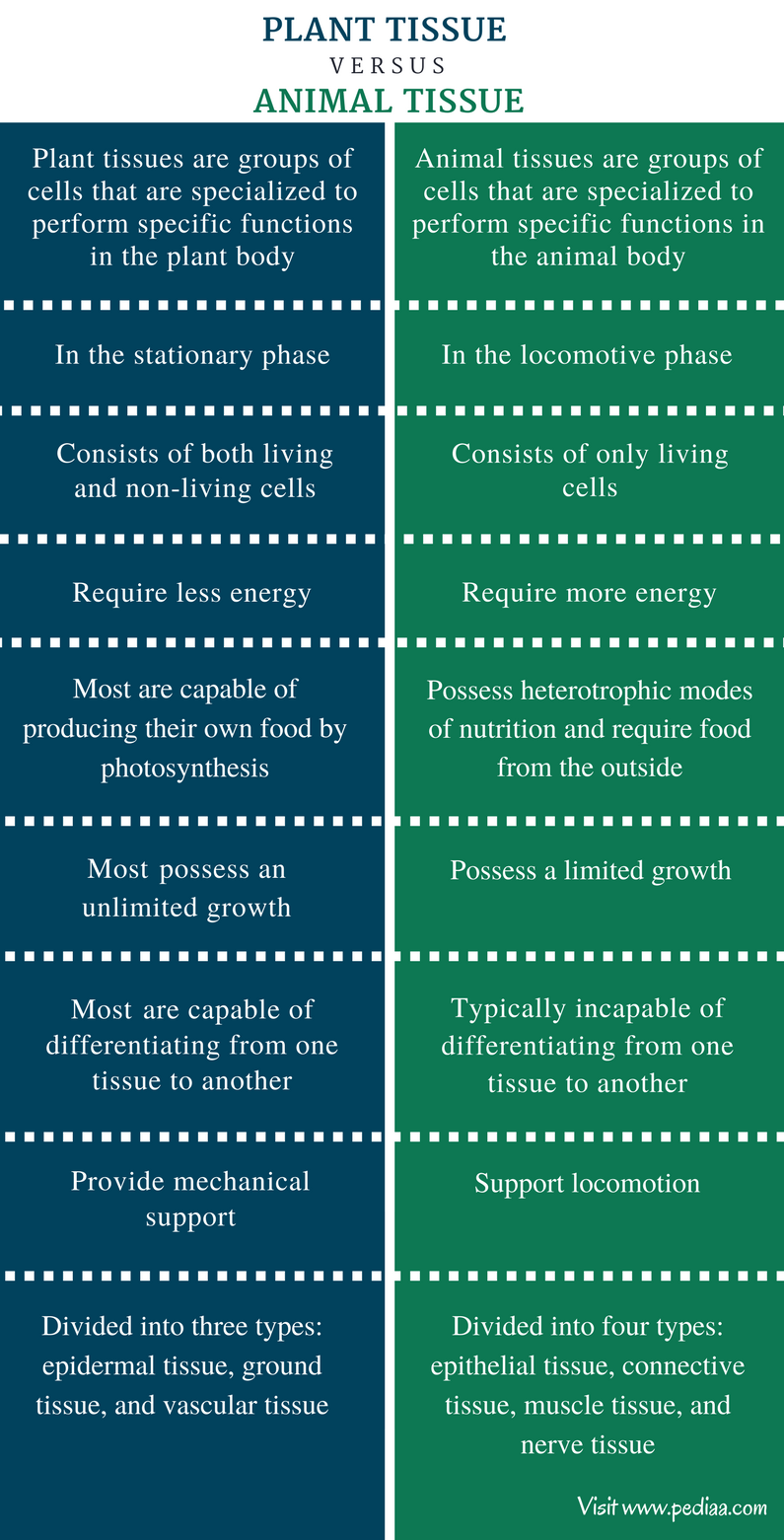 Difference Between Plant and Animal Tissue | Definition ...