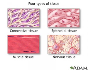 Difference Between Plant and Animal Tissue | Definition ...