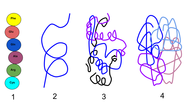 Difference Between Polypeptide and Protein 