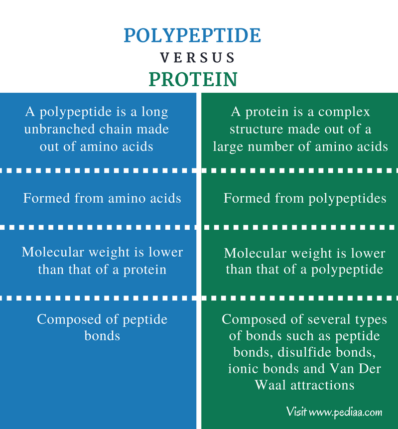 Difference Between Polypeptide and Protein - Comparison Summary