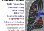 Difference Between Pulmonary and Systemic Circulation | Definition ...