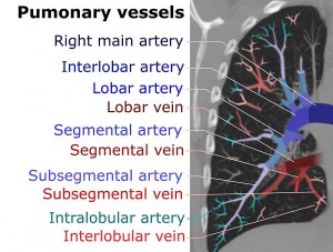 Difference Between Pulmonary Artery and Pulmonary Vein | Definition ...