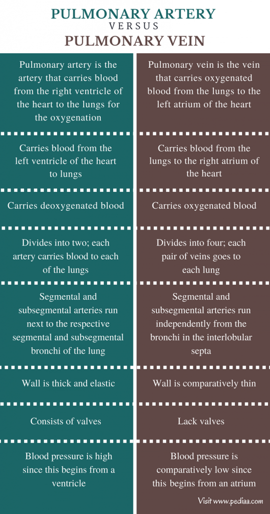 difference-between-pulmonary-artery-and-pulmonary-vein-definition