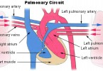 Difference Between Pulmonary and Systemic Circulation | Definition ...