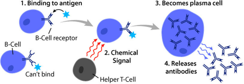 Difference Between T Cells and B Cells 