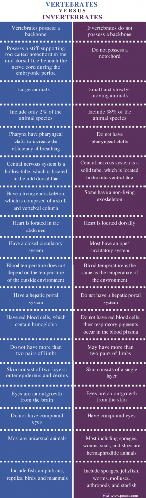 Difference Between Vertebrates and Invertebrates | Definition