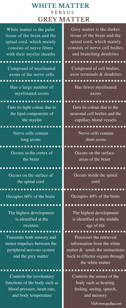 Difference Between White Matter and Grey Matter – Pediaa.Com