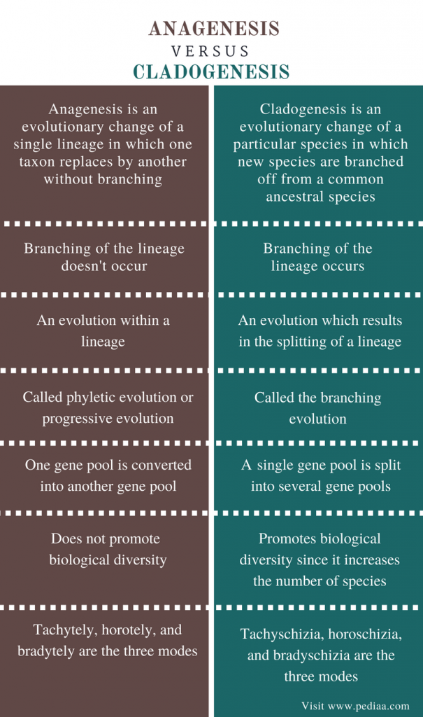 Difference Between Anagenesis And Cladogenesis