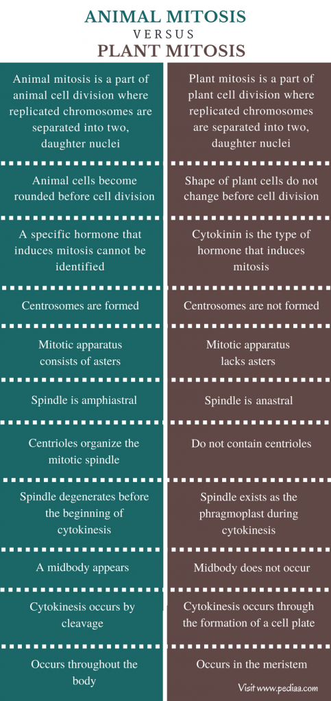 difference-between-animal-and-plant-mitosis-definition-process-features