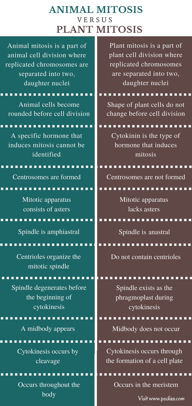 Difference Between Animal and Plant Mitosis - Comparison Summary