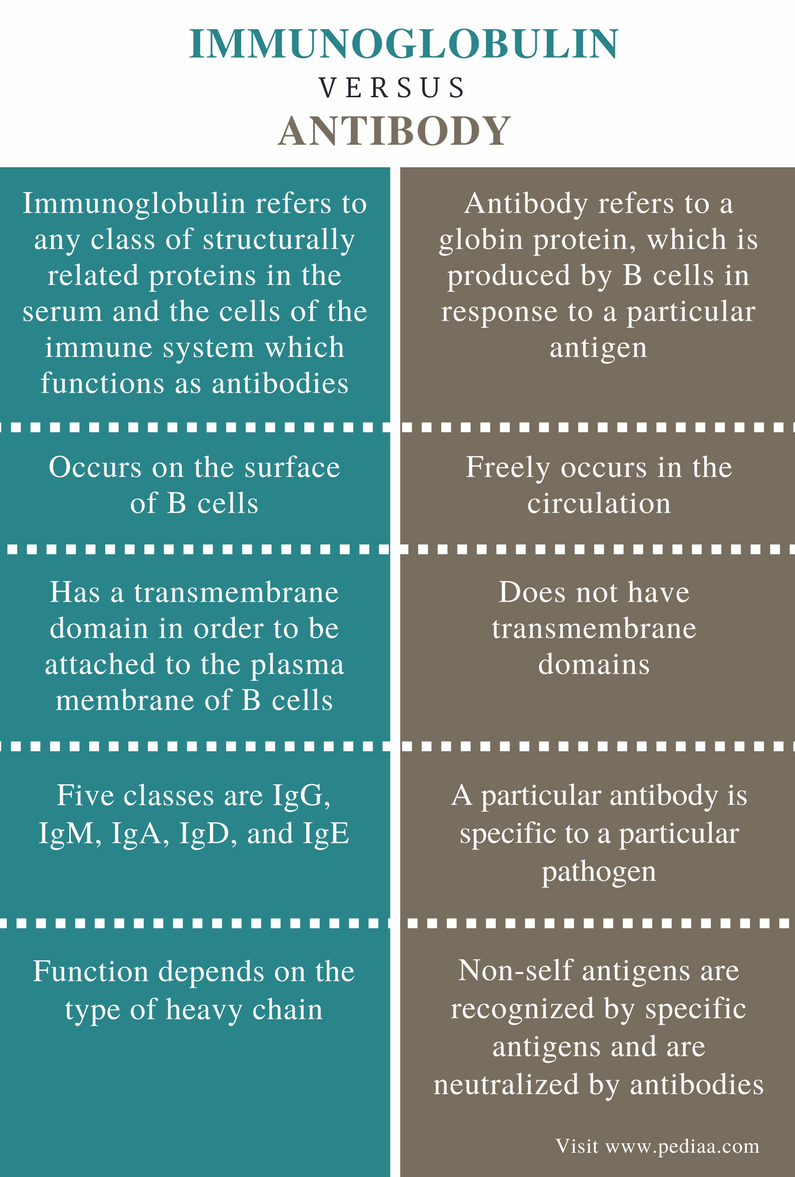 Difference Between Bio Immunoglobulin and Antibody - Comparison Summary