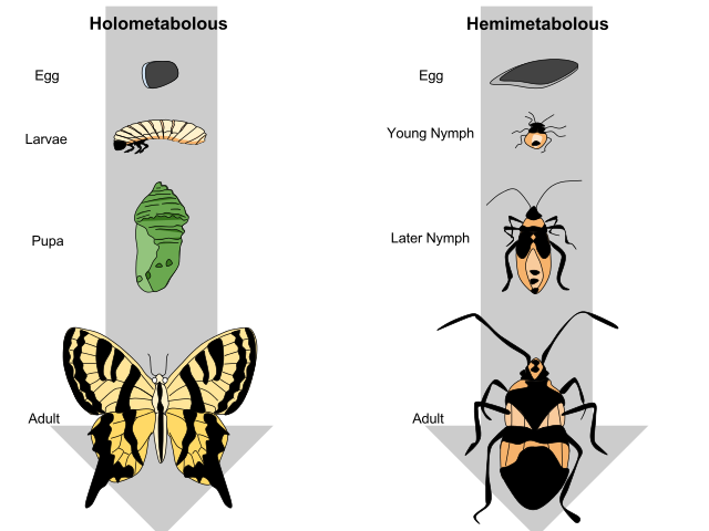 Difference Between Complete and Incomplete Metamorphosis 