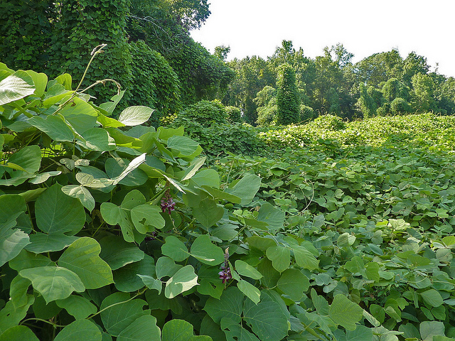 difference-between-exotic-and-invasive-species-definition-examples