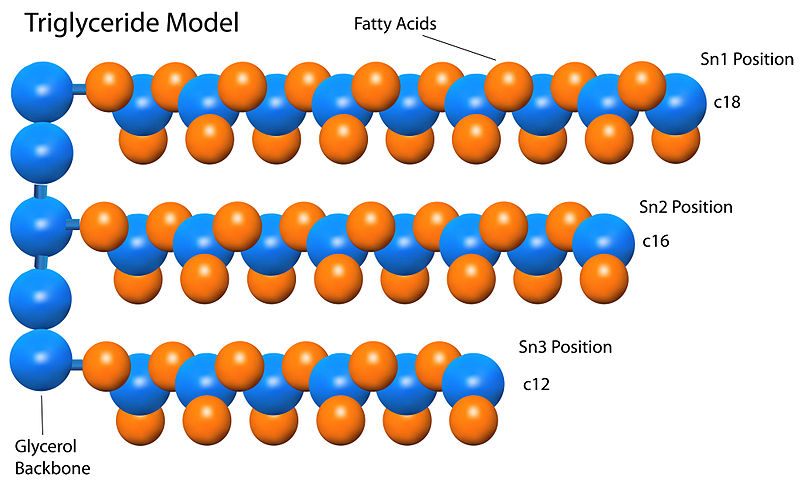 Difference Between Glycerol And Fatty Acids Definition