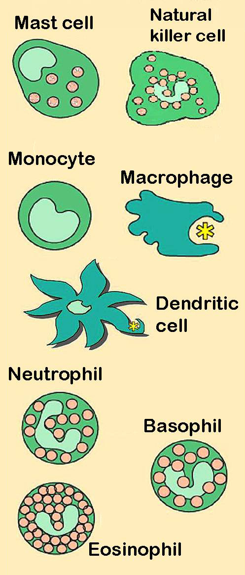 difference-between-innate-and-adaptive-immunity-definition