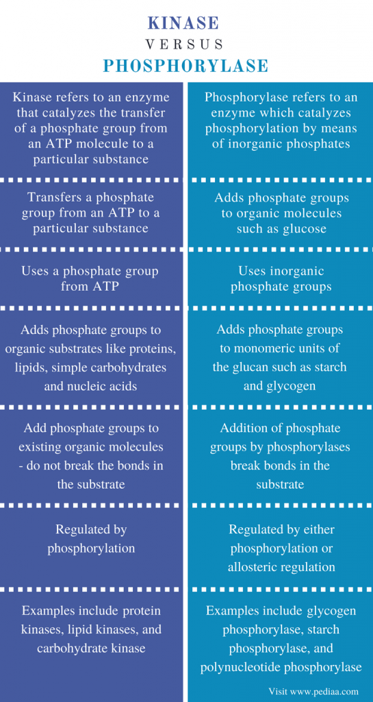 Difference Between Kinase and Phosphorylase Definition, Mechanism of