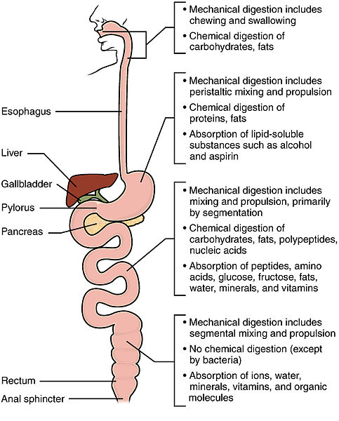 Difference Between Mechanical and Chemical Digestion 