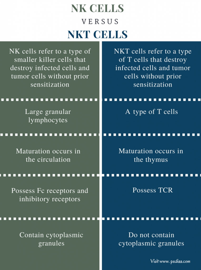 Difference Between NK Cells and NKT Cells Definition
