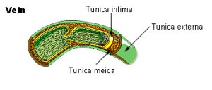 Difference Between Nerve And Vein Definition Composition Types Function Difference Between Nerve And Vein Definition Composition Types Function