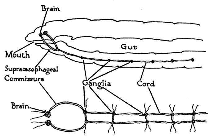 Difference Between Notochord and Nerve Cord | Definition