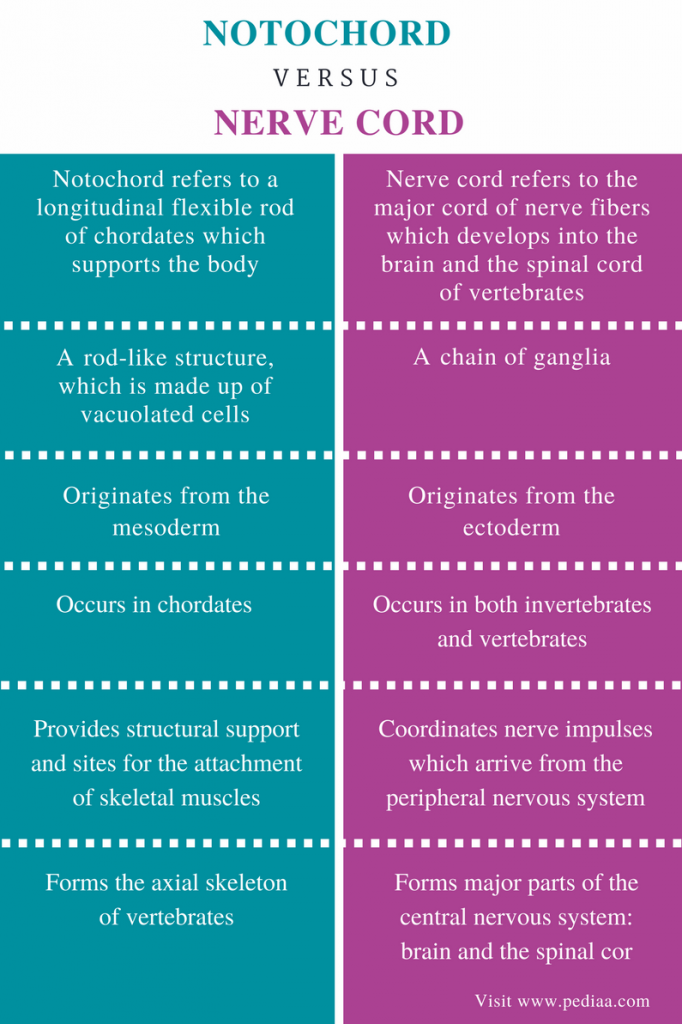 Difference Between Notochord and Nerve Cord Definition