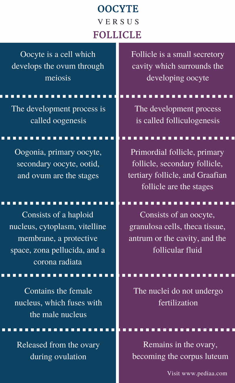 Difference Between Oocyte and Follicle - Comparison Summary