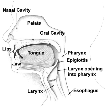 Main Difference - Pharynx vs Larynx