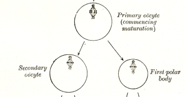 polar bodies definition