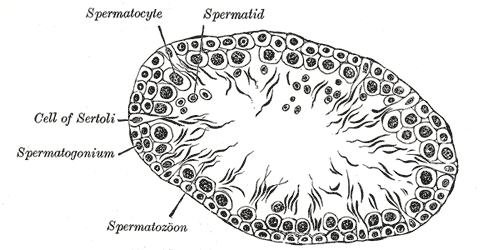 Main Difference - Spermatogenesis vs Spermiogenesis 