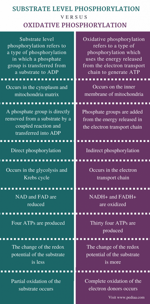 Difference Between Substrate Level Phosphorylation and Oxidative