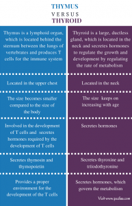 Difference Between Thymus and Thyroid | Definition, Structure, Location ...