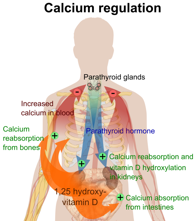 Difference Between Thyroid and Parathyroid | Definition, Anatomy