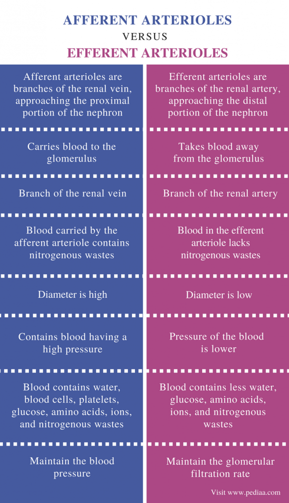 difference-between-afferent-and-efferent-arterioles-definition