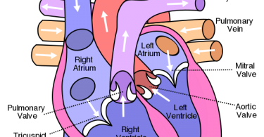 Atrium and Auricle Similarities Archives - Pediaa.Com