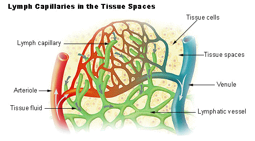 Main Difference - Blood vs Lymph