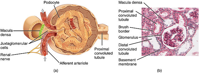 bowman-s-capsule-anatomy-function-conditions