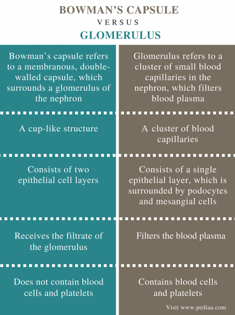 difference-between-bowman-s-capsule-and-glomerulus-definition