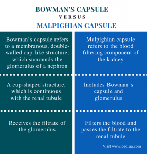 Difference Between Bowman’s Capsule and Malpighian Capsule | Definition