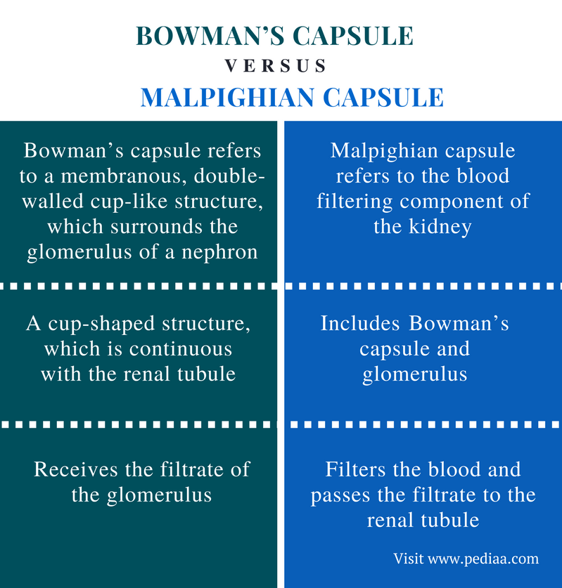 Difference Between Bowman’s Capsule and Malpighian Capsule | Definition
