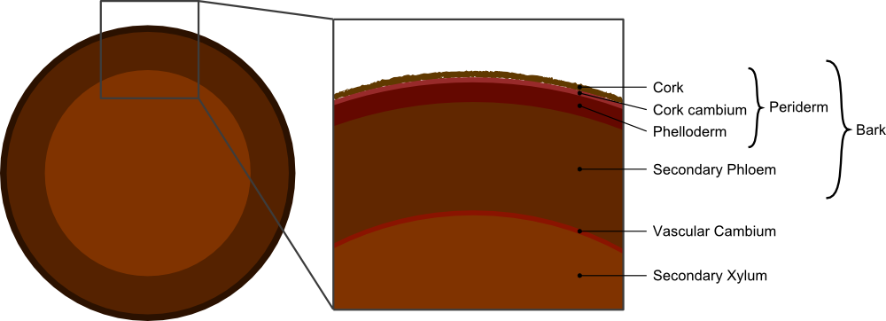 Difference Between Cork and Bark - 3