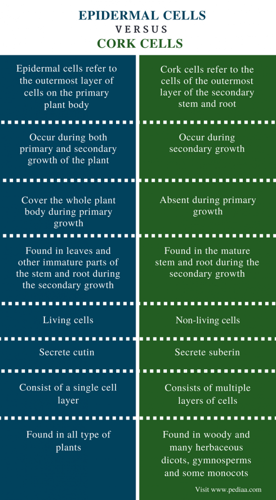 Difference Between Epidermal and Cork Cells Definition, Formation