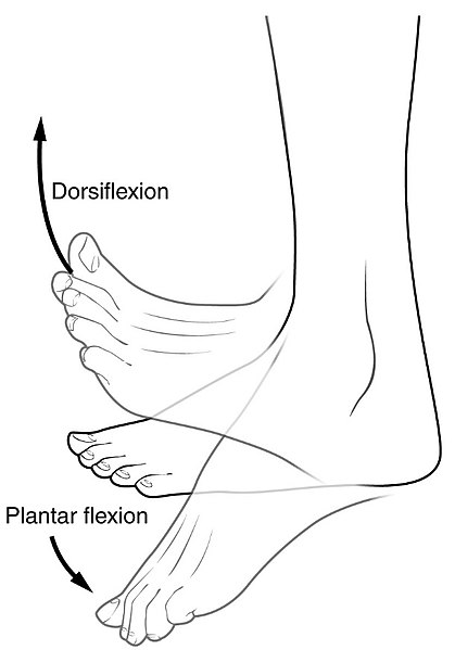 Main Difference - Flexion vs Extension 
