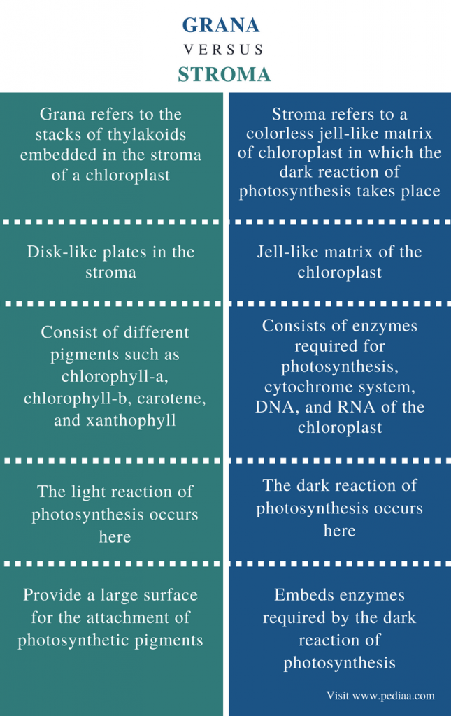 Difference Between Grana and Stroma Definition, Structure, Function